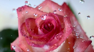 HD超级慢动作:落在玫瑰花瓣上的雨滴视频素材模板下载