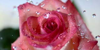 HD超级慢动作:落在玫瑰花瓣上的雨滴
