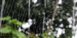 蜘蛛网与雨水(高清)