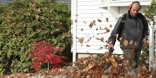 庭院设计师与耳保护行走吹树叶在秋天