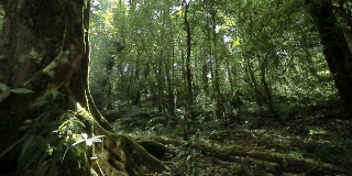 热带雨林，摄影车