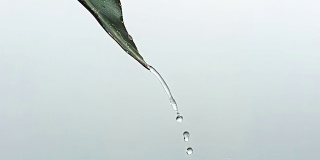 HD超级慢动作:水从绿叶滴下