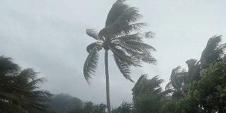 风暴吹过椰子树。