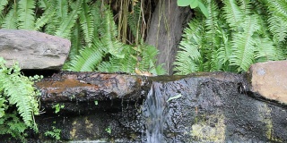 乌龟在小瀑布上。