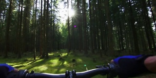 山地自行车穿过针叶林