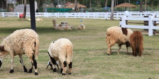羊群在一个农场里吃草