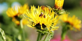一只蜜蜂在黄花上采集花蜜