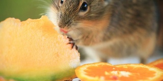 斑纹田鼠XCU吃甜瓜