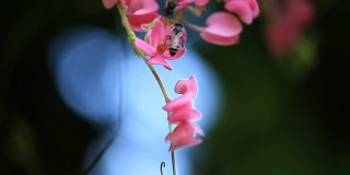 蜜蜂在粉红色的花朵上。