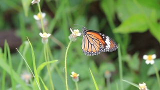 蝴蝶栖息在一朵花上。视频素材模板下载