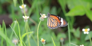 蝴蝶栖息在一朵花上。