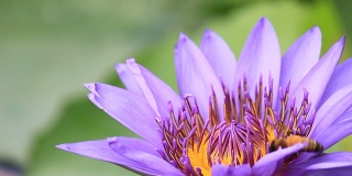 蜜蜂在紫罗兰睡莲上工作