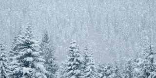 美丽的松树下的雪，循环