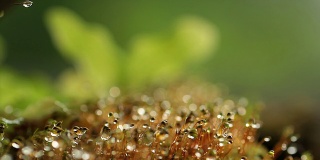 蕨类植物和苔藓