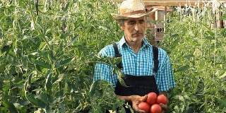 农夫摘西红柿