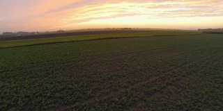 高清:空中拍摄的田野在日出