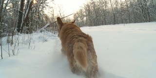 狗在雪地里奔跑