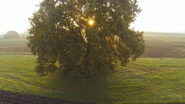 高清:空中拍摄的一棵树
