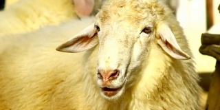 羊头看着相机