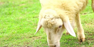 羊吃草