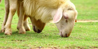 羊在田野里吃草