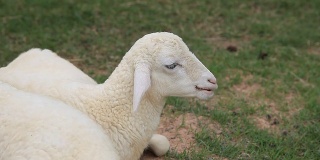 小绵羊在农场里吃草