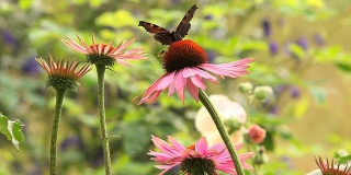 蝴蝶在粉红色的圆锥花上。