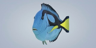 Nemo - 小丑鱼（可循环）