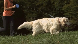 多莉:年轻的女人和她的狗在跑步视频素材模板下载