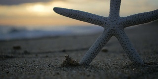 Starfish / Beach /日落大道concept