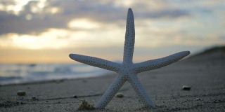 Starfish / Beach /日落大道concept