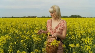高清稳定镜头:女人采集油菜籽视频素材模板下载