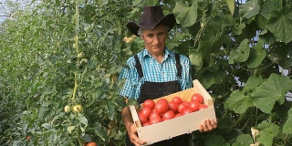 农夫摘西红柿