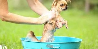 可爱的吉娃娃狗在户外洗澡。夏天。
