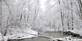 密歇根森林里白雪覆盖的树木