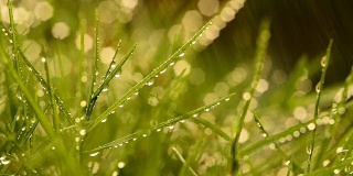 雨中的草