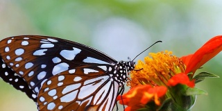 高清:特写美丽的蝴蝶。