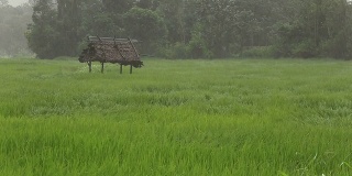 暴雨席卷了稻田。
