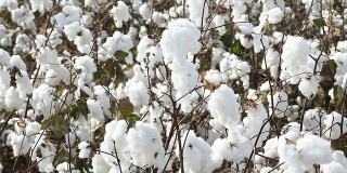 棉花种植场