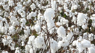 棉花种植场视频素材模板下载
