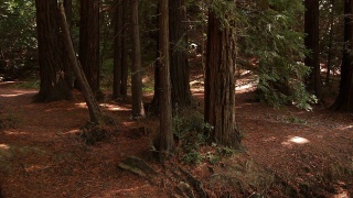 平静的红杉林视频素材模板下载
