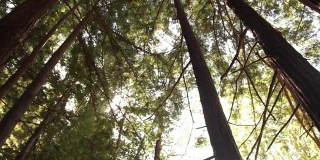 穿过红杉往上看