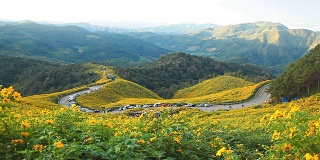 路穿过了山上的一片花田。