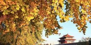 秋天的紫禁城全景