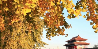 秋天的紫禁城全景