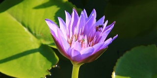 蜜蜂在Lotus