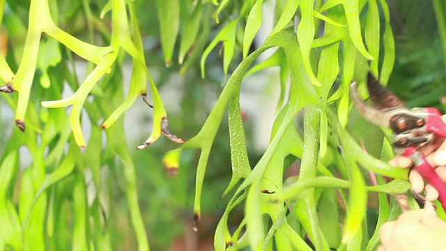 树装饰