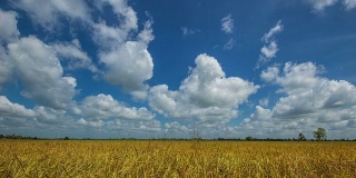水稻领域