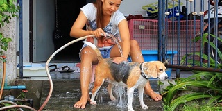 年轻女子给小猎犬家族洗澡