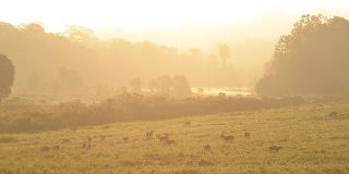 上午泰国草原保护区